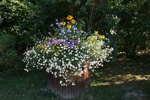 fleursjuillet2018026