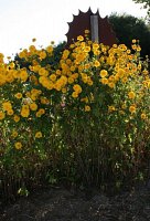 fleursjuillet2018038